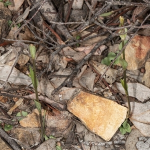 Diplodium ampliatum at Point 5815 - 9 Apr 2020