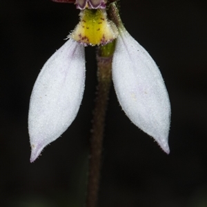 Eriochilus cucullatus at Point 5815 - 9 Apr 2020