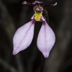 Eriochilus cucullatus at Point 5815 - 9 Apr 2020