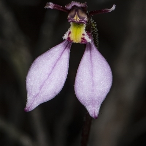 Eriochilus cucullatus at Point 5815 - 9 Apr 2020