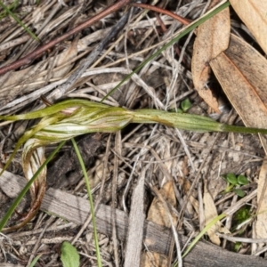 Diplodium ampliatum at Hackett, ACT - 9 Apr 2020