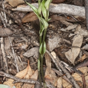 Diplodium ampliatum at Hackett, ACT - suppressed