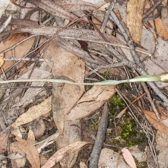 Diplodium ampliatum at Hackett, ACT - suppressed