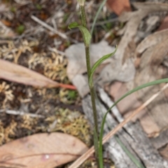 Diplodium ampliatum at Hackett, ACT - 9 Apr 2020