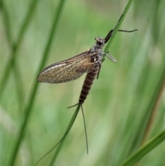 Ephemeroptera (order) (Unidentified Mayfly) at Cook, ACT - 9 Apr 2020 by CathB