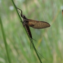 Ephemeroptera (order) at Cook, ACT - 9 Apr 2020