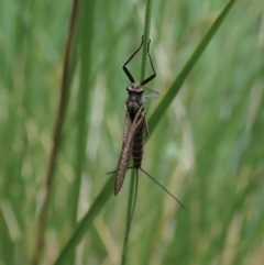 Ephemeroptera (order) at Cook, ACT - 9 Apr 2020 12:34 PM