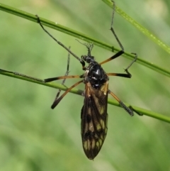 Gynoplistia (Gynoplistia) bella (A crane fly) at Cook, ACT - 9 Apr 2020 by CathB