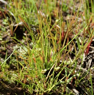 Isolepis (genus) (Club-rush) at Dunlop, ACT - 9 Apr 2020 by CathB