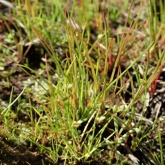 Isolepis sp. (Club-rush) at Dunlop, ACT - 9 Apr 2020 by CathB