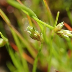 Isolepis sp. at Dunlop, ACT - 9 Apr 2020