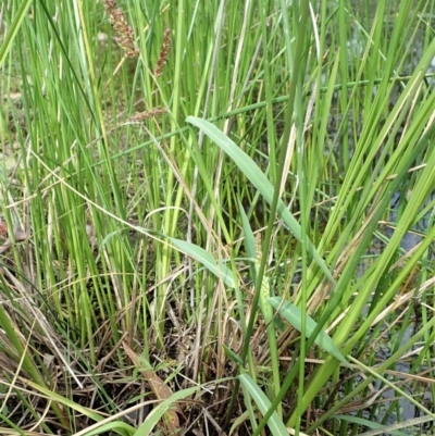 Echinochloa crus-galli (Barnyard Grass) at Cook, ACT - 9 Apr 2020 by CathB