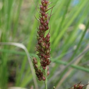 Echinochloa crus-galli at Cook, ACT - 9 Apr 2020