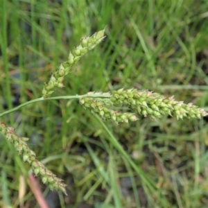 Echinochloa crus-galli at Cook, ACT - 9 Apr 2020