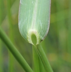 Echinochloa crus-galli at Cook, ACT - 9 Apr 2020