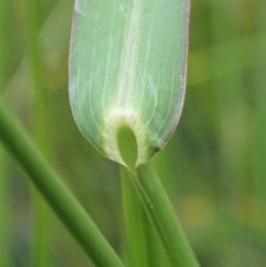 Echinochloa crus-galli at Cook, ACT - 9 Apr 2020