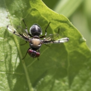 Pogonortalis doclea at Higgins, ACT - 9 Apr 2020