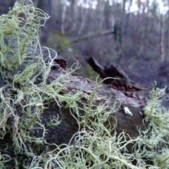 Usnea sp. (genus) (Bearded lichen) at Rugosa - 10 Apr 2020 by SenexRugosus