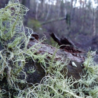 Usnea sp. (genus) (Bearded lichen) at Rugosa - 10 Apr 2020 by SenexRugosus