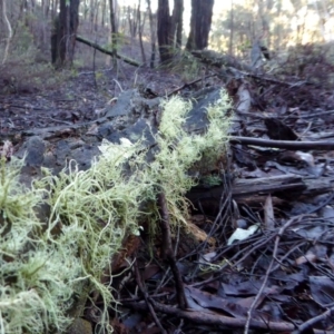 Usnea sp. (genus) at Yass River, NSW - 10 Apr 2020 04:44 PM