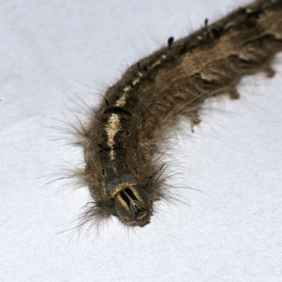 Porela (genus) (A porela moth) at QPRC LGA - 11 Apr 2020 by WHall
