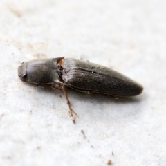 Monocrepidius (genus) (Click beetle) at Higgins, ACT - 9 Apr 2020 by AlisonMilton