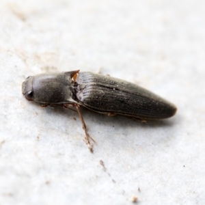 Monocrepidus sp. (genus) at Higgins, ACT - 9 Apr 2020