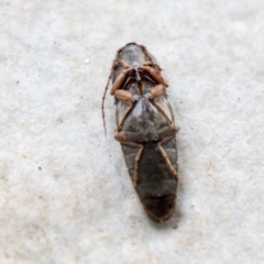 Monocrepidus sp. (genus) at Higgins, ACT - 9 Apr 2020