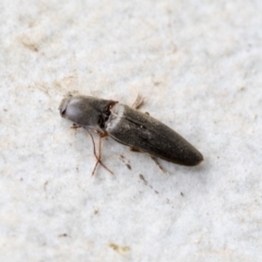 Monocrepidus sp. (genus) at Higgins, ACT - 9 Apr 2020