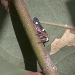 Eurymela fenestrata (Gum tree leafhopper) at Hawker, ACT - 7 Apr 2020 by AlisonMilton