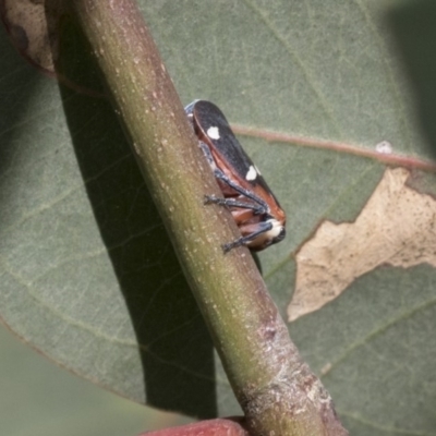 Eurymela fenestrata (Gum tree leafhopper) at Hawker, ACT - 7 Apr 2020 by AlisonMilton