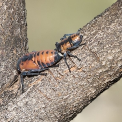 Eurymela fenestrata (Gum tree leafhopper) at The Pinnacle - 7 Apr 2020 by AlisonMilton