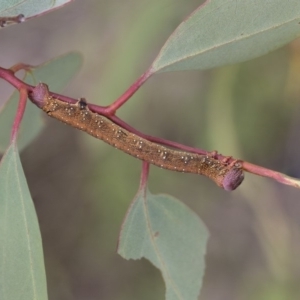 Geometridae (family) IMMATURE at Dunlop, ACT - 7 Apr 2020