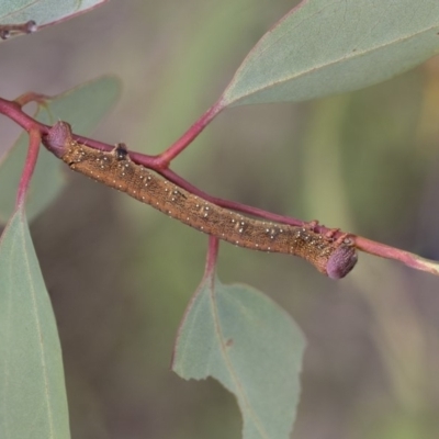 Geometridae (family) IMMATURE at Dunlop, ACT - 7 Apr 2020 by AlisonMilton