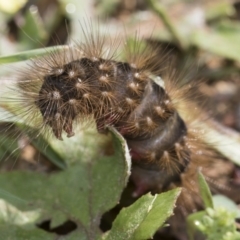 Aloa marginata (Donovan's Tiger Moth) at Hawker, ACT - 7 Apr 2020 by AlisonMilton