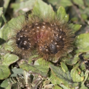 Aloa marginata at Hawker, ACT - 7 Apr 2020