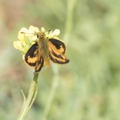 Ocybadistes walkeri (Green Grass-dart) at Hawker, ACT - 7 Apr 2020 by AlisonMilton