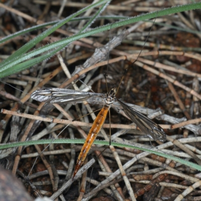 Leptotarsus (Habromastix) sp. (sub-genus) (A crane fly) at Majura, ACT - 10 Apr 2020 by jbromilow50