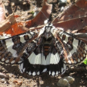 Apina callisto at Griffith, ACT - 11 Apr 2020