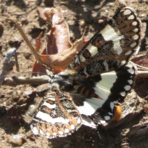 Apina callisto at Griffith, ACT - 11 Apr 2020