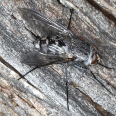 Senostoma sp. (genus) (Bristle Fly) at Majura, ACT - 10 Apr 2020 by jbromilow50