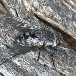 Senostoma sp. (genus) at Majura, ACT - 10 Apr 2020 04:18 PM