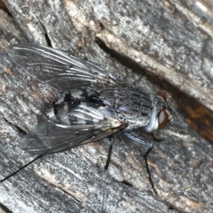 Senostoma sp. (genus) at Majura, ACT - 10 Apr 2020