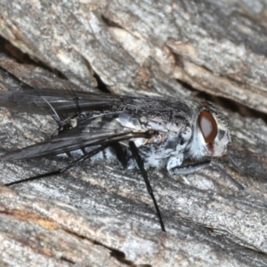 Senostoma sp. (genus) at Majura, ACT - 10 Apr 2020