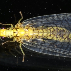 Italochrysa insignis at Ainslie, ACT - 9 Apr 2020