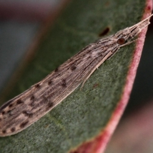 Oecetis sp. (genus) at Dunlop, ACT - 5 Apr 2012