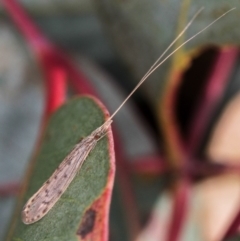 Oecetis sp. (genus) at Dunlop, ACT - 5 Apr 2012