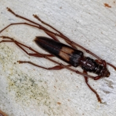 Epithora dorsalis (Longicorn Beetle) at Dunlop, ACT - 14 Jan 2013 by Bron