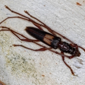 Epithora dorsalis at Dunlop, ACT - 15 Jan 2013 10:15 AM