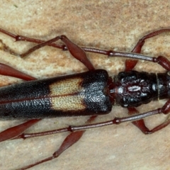 Epithora dorsalis at Dunlop, ACT - 15 Jan 2013 10:15 AM